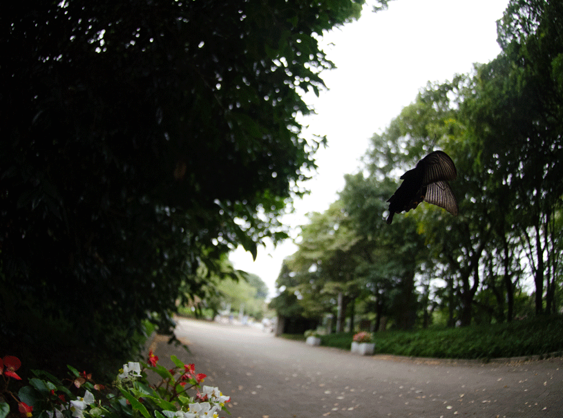 a0126632_18113679.gif