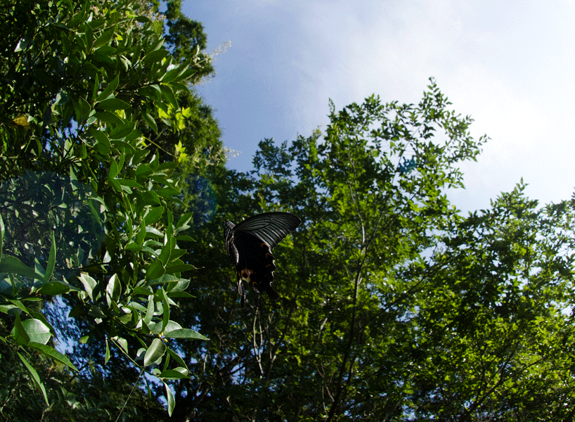 a0126632_18195729.gif