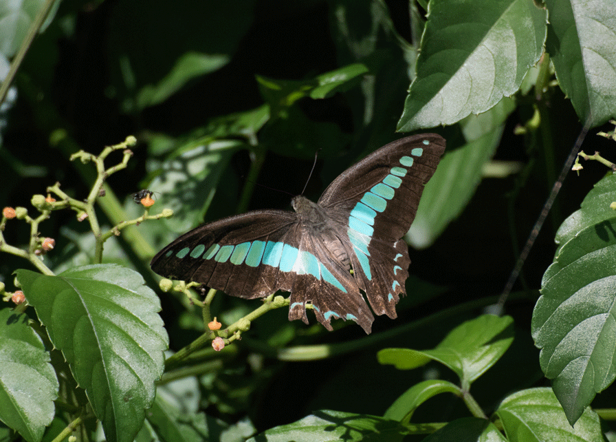 a0126632_18242084.gif
