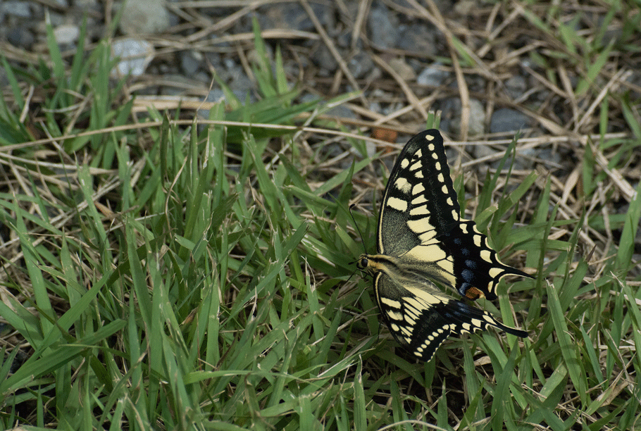 a0126632_18352227.gif