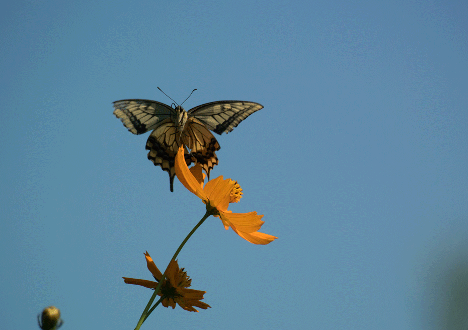 a0126632_18371614.gif