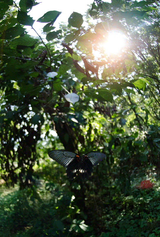 a0126632_18450081.gif