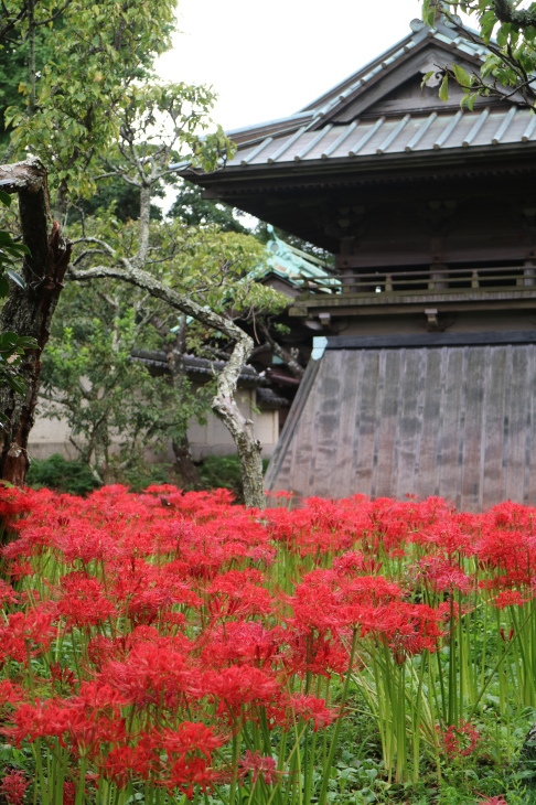 英勝寺の彼岸花 木洩れ日 青葉 ｐｈｏｔｏ散歩