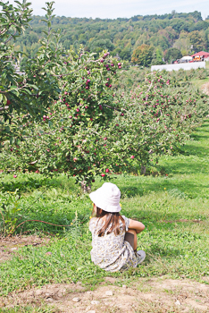 今年もリンゴ狩りへ行ってきました_a0122243_10270295.jpg