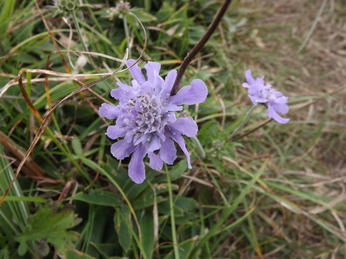 2017 天山の花下見_a0206345_16394751.jpg