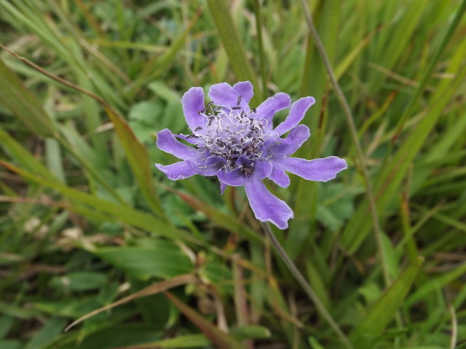 2017 天山の花下見_a0206345_16464614.jpg