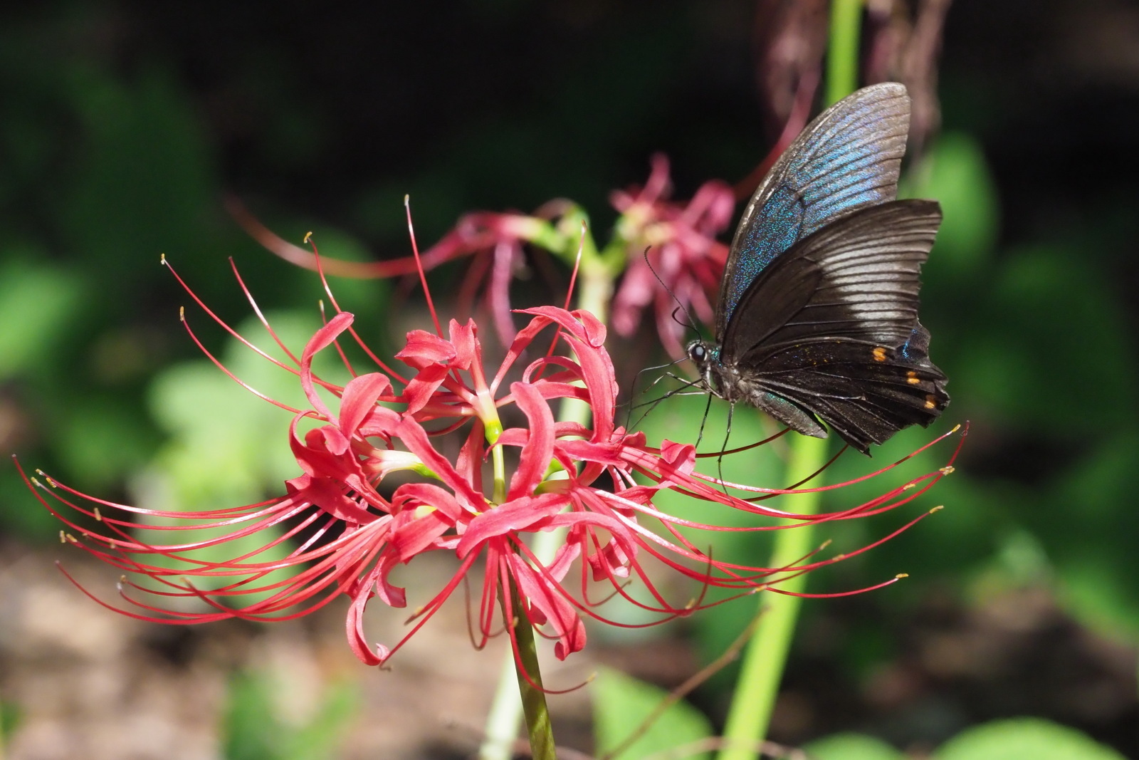 ヒガンバナに飛来したミヤマカラスアゲハ 千葉県松戸市 Butterfly Dragonfly ヒガンバナに飛来したミヤマカラスアゲハ 千葉県松戸市 Butterfly Dragonfly