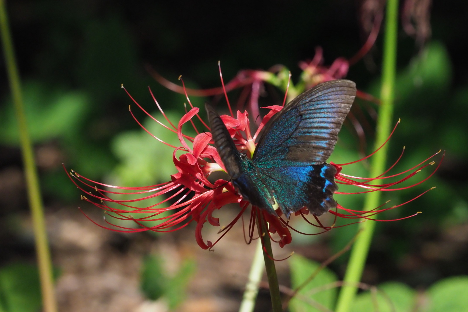 ヒガンバナに飛来したミヤマカラスアゲハ 千葉県松戸市 Butterfly Dragonfly ヒガンバナに飛来したミヤマカラスアゲハ 千葉県松戸市 Butterfly Dragonfly