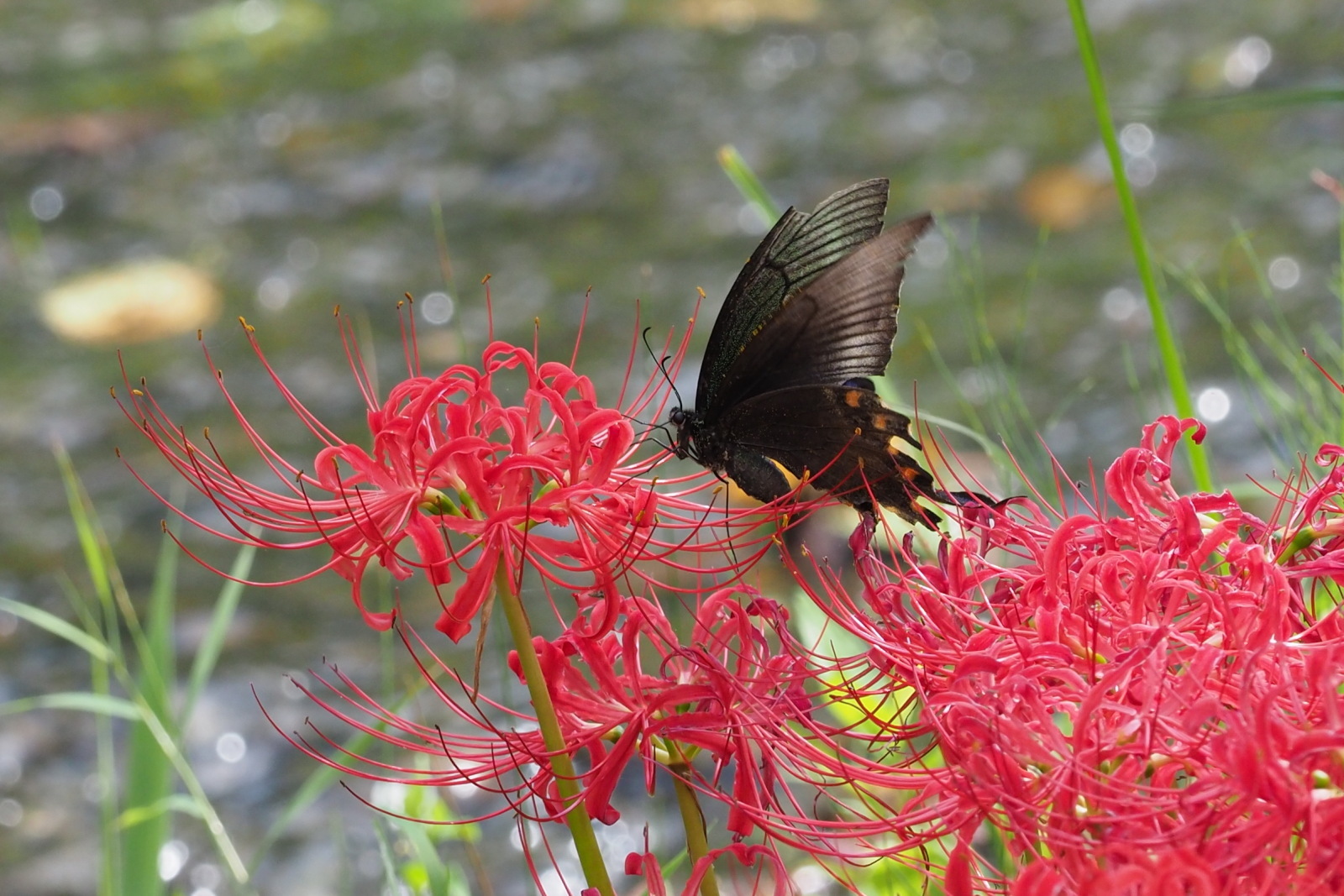ヒガンバナに飛来したミヤマカラスアゲハ 千葉県松戸市 Butterfly Dragonfly ヒガンバナに飛来したミヤマカラスアゲハ 千葉県松戸市 Butterfly Dragonfly