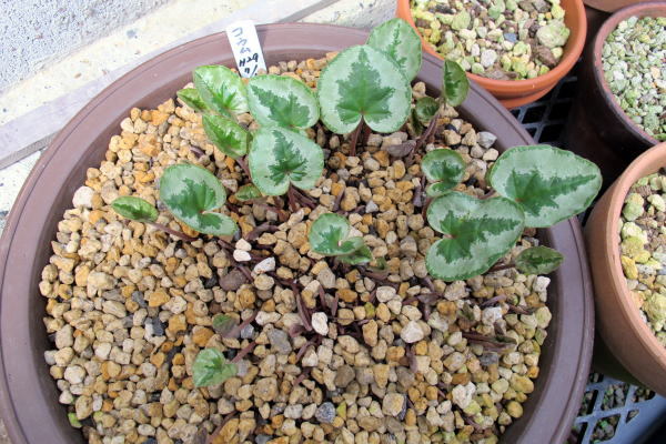 c0147952_00303838.jpg