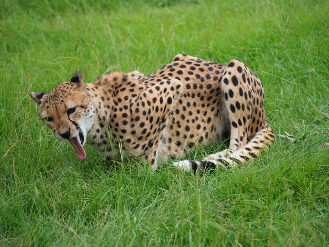 チーターのお食事タイムの残念なお知らせ！？(笑)_c0186760_09285117.jpg