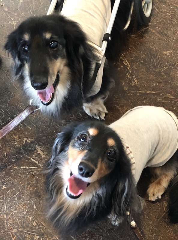 f0179061_15453231.jpeg