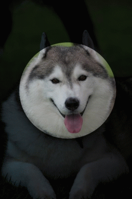 c0260264_17190120.gif
