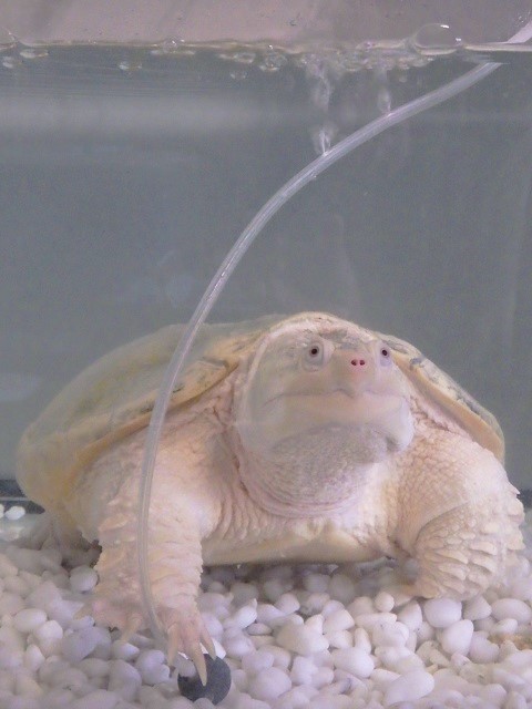 Albino Common snapping turtleの成長その45_c0105569_02345255.jpg