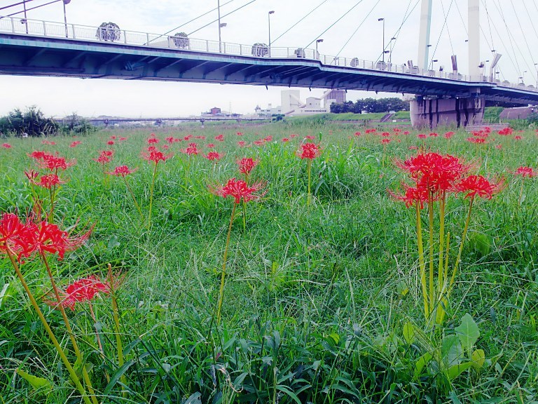 Red spider lily  20170923  _a0050572_17013345.jpg