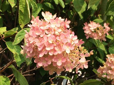 夏の終わりとアンのミュージカル_c0353373_22280759.jpg