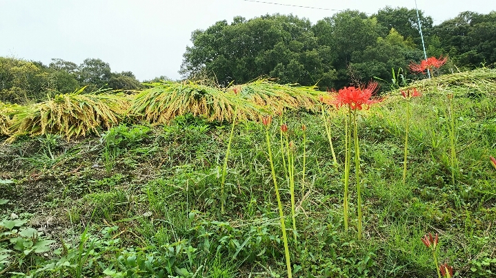 f0366873_10223980.jpg
