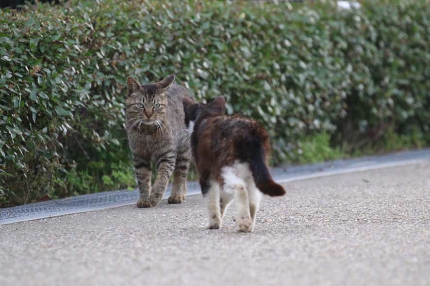 何見てんだよ 近所のネコ2 何見てんだよ 近所のネコ2