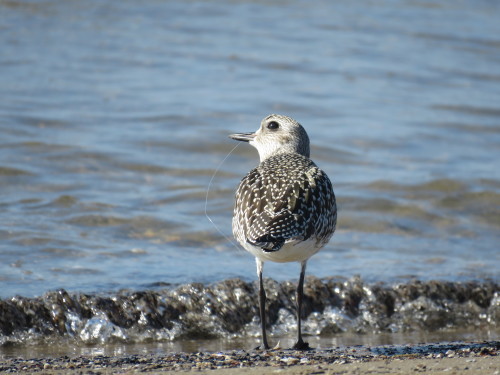 千里浜シギチドリ探鳥会_e0178477_22313350.jpg