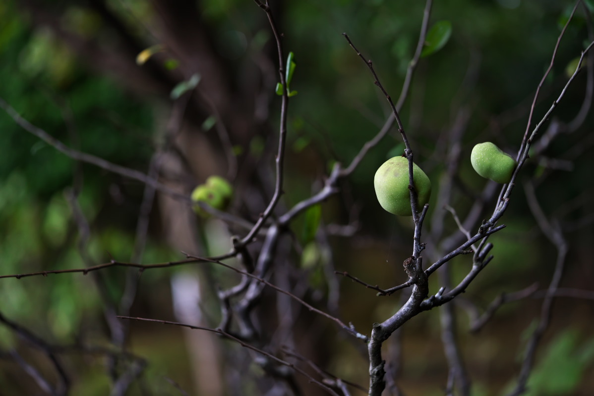 秋静々と　キバナアキギリ（黄花秋桐）他_a0083081_21405042.jpg