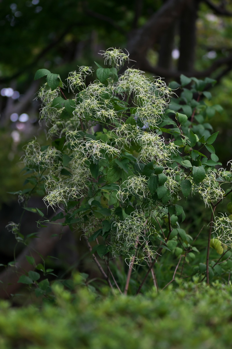 秋静々と　キバナアキギリ（黄花秋桐）他_a0083081_21411343.jpg