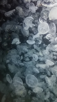 c0145183_04280588.jpg