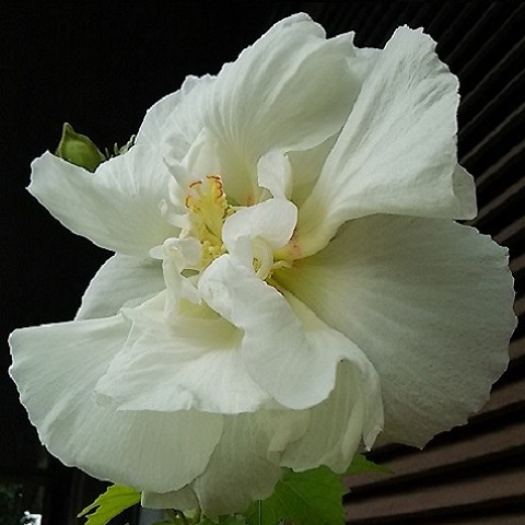 d0081485_17045121.jpg