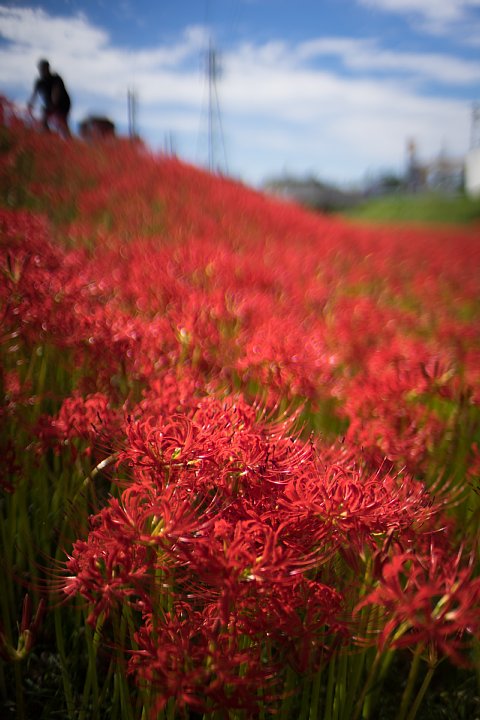 お彼岸には必ず咲く律儀な花_d0353489_22221129.jpg