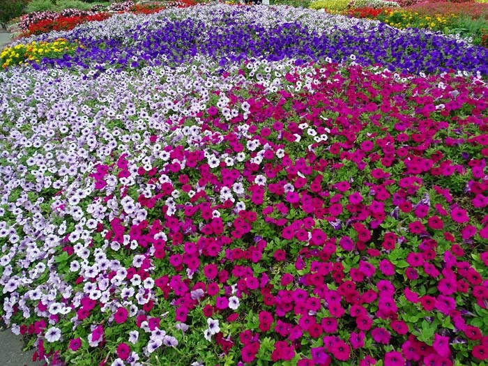 うめきたガーデン asa92's bird blog