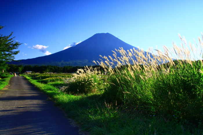 29年9月の富士 15 ススキと富士 富士への散歩道 撮影記