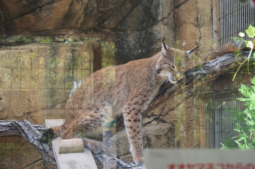 シベリアオオヤマネコ　@王子動物園_f0337097_21331236.jpg