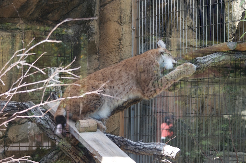 シベリアオオヤマネコ　@王子動物園_f0337097_21333452.jpg