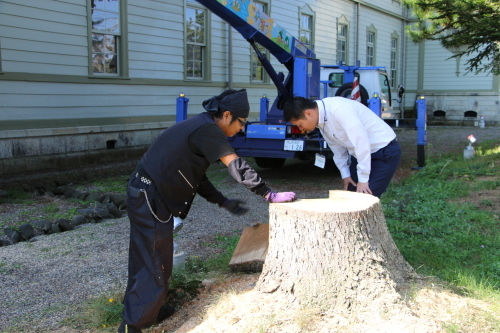 第一回卒業生記念樹・樅木の一本の幹が腐ったので伐採、切断した幹をスライスにし保存_c0075701_12194677.jpg