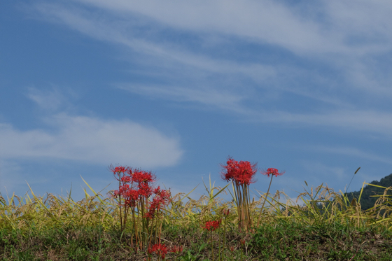 曼珠沙華の群生を見に亀岡へ_b0045109_22442855.jpg