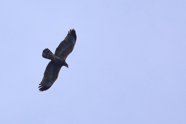 タカの渡り観察会_f0368610_20423137.jpg