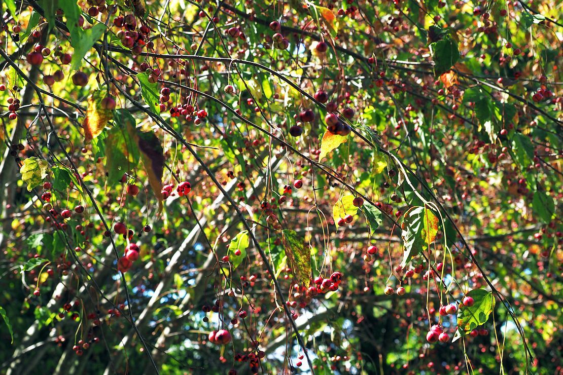 小さな秋見つけた。ツリバナのくす玉が割れていた♪　赤城自然園_a0031821_16043677.jpg