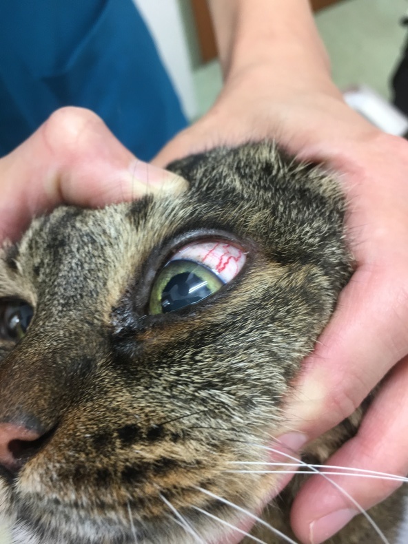 眼科専門医への道「猫ちゃんの緑内障」_f0222527_01053179.jpeg