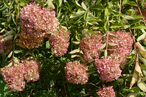 c0107129_264995.jpg