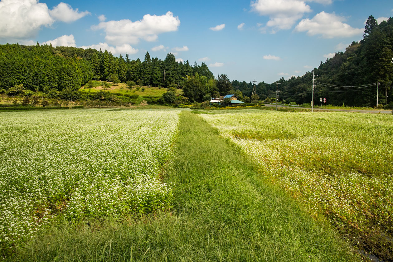 青木葉峠、マメザラバイキング、そして逆・縦走路_b0295234_13423472.jpg