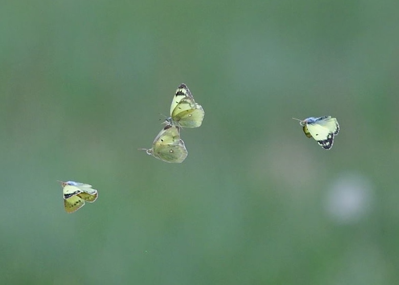 モンキチョウ乱舞　　in  北海道_d0285540_19190901.jpg