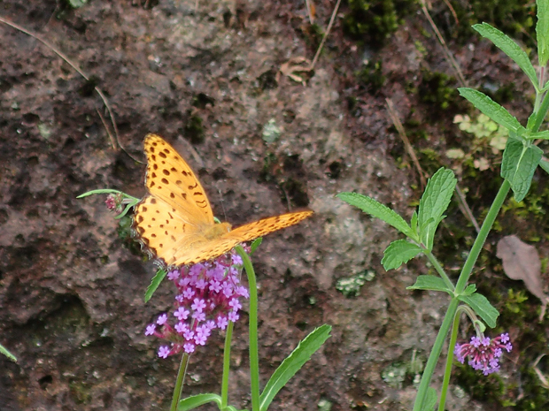 f0214649_05045666.jpg