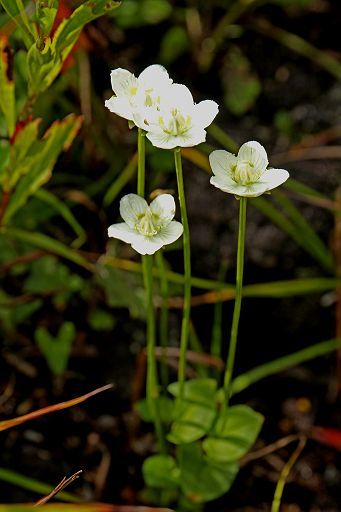 富士山麓の花野で秋の花_a0271050_00525079.jpg