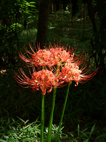 c0225153_17103452.jpg