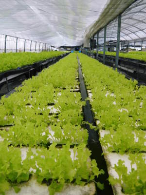 水耕栽培の新鮮野菜 無農薬で育てた朝採り『ベビーリーフチコリ』『ルッコラ』再出荷決定!『サラダリーフ』も大好評発売中!_a0254656_18131631.jpg