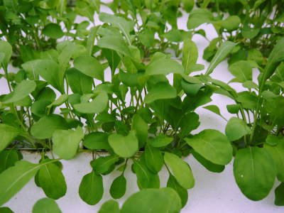 水耕栽培の新鮮野菜 無農薬で育てた朝採り『ベビーリーフチコリ』『ルッコラ』再出荷決定!『サラダリーフ』も大好評発売中!_a0254656_18173445.jpg