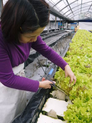 水耕栽培の新鮮野菜 無農薬で育てた朝採り『ベビーリーフチコリ』『ルッコラ』再出荷決定!『サラダリーフ』も大好評発売中!_a0254656_18214329.jpg