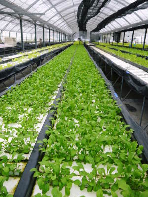 水耕栽培の新鮮野菜 無農薬で育てた朝採り『ベビーリーフチコリ』『ルッコラ』再出荷決定!『サラダリーフ』も大好評発売中!_a0254656_18384263.jpg