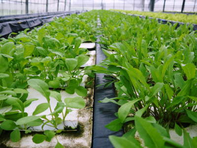 水耕栽培の新鮮野菜 無農薬で育てた朝採り『ベビーリーフチコリ』『ルッコラ』再出荷決定!『サラダリーフ』も大好評発売中!_a0254656_18490173.jpg