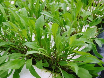 水耕栽培の新鮮野菜 無農薬で育てた朝採り『ベビーリーフチコリ』『ルッコラ』再出荷決定!『サラダリーフ』も大好評発売中!_a0254656_19105916.jpg