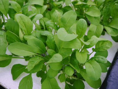 水耕栽培の新鮮野菜 無農薬で育てた朝採り『ベビーリーフチコリ』『ルッコラ』再出荷決定!『サラダリーフ』も大好評発売中!_a0254656_19184024.jpg